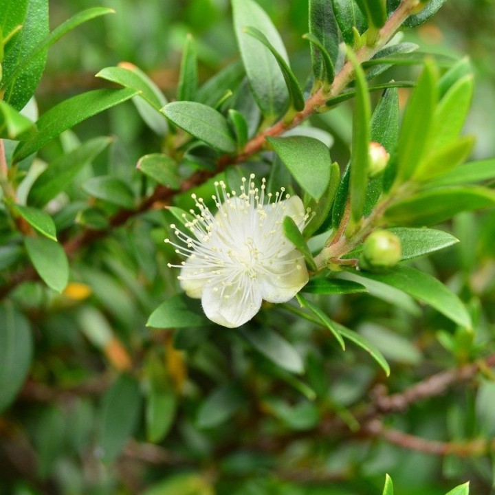 Sementes de Murta (Myrtus communis) ou mirto comum