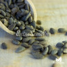 Pinheiro de Alepo - 50 sementes