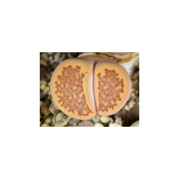 C98 - Lithops hallii v. ochracea