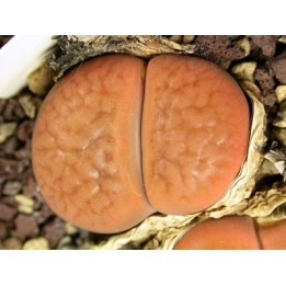 C118 - Lithops hookeri v. hookeri