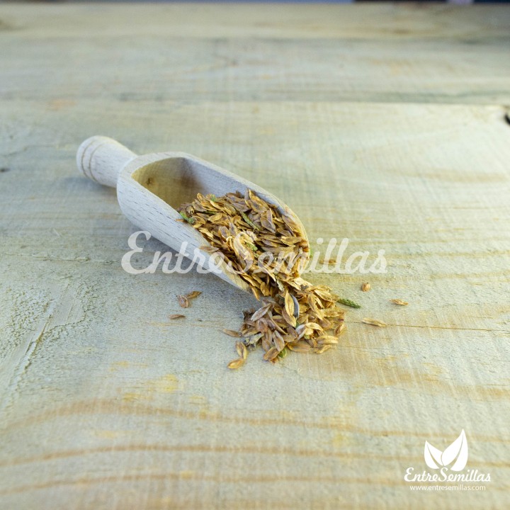 sembrar thuja occidentalis tuya seed