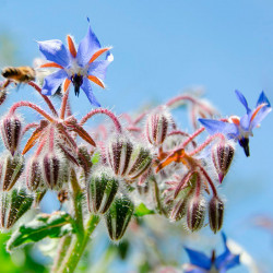 borraja flores azules semillas