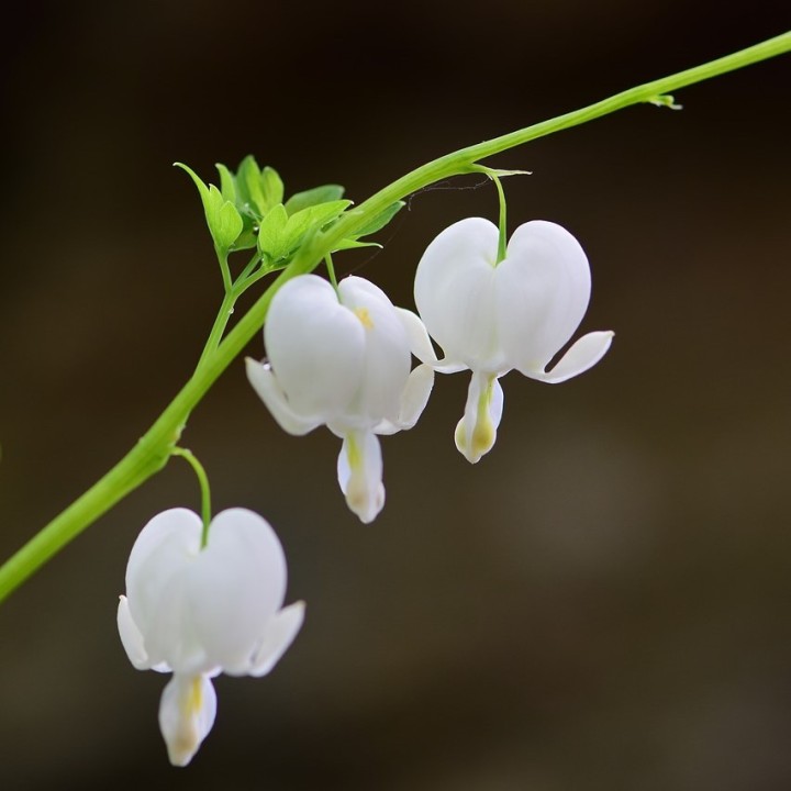 Dicentra spectabilis, Branca