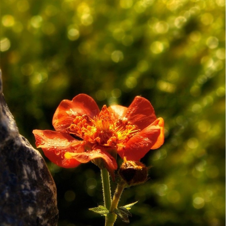 semillas geum seeds san benito flower hierba san benito