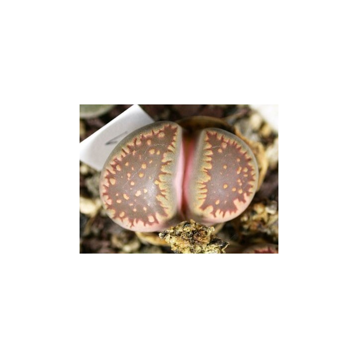 C231 - Lithops villetii ssp. deboeri