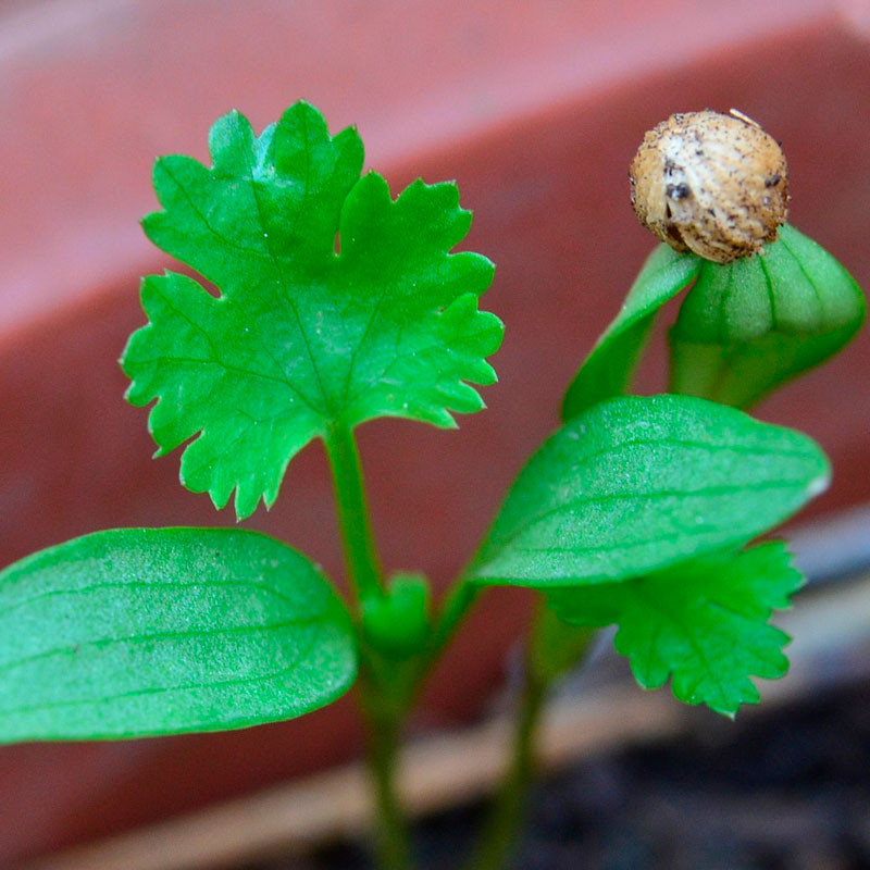 Sementes De Coentro Coriandrum Sativum Compre Sementes De Coentro