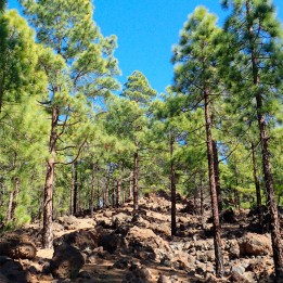 Pinheiro Canário - Sementes