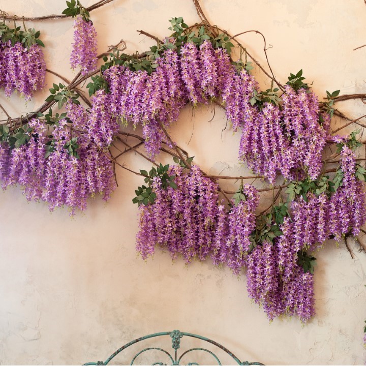 Sementes de Glicínia (Wisteria sinensis) roxo ou branco