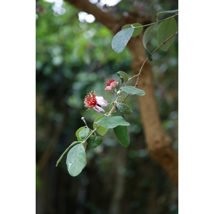 Feijoa (Acca sellowiana) - Sementes | Compra sementes online