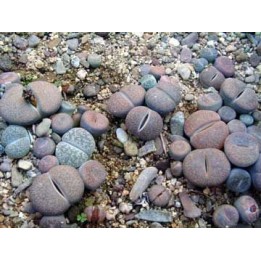Lithops mixtos - Pack 1000 semillas