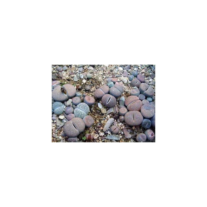 Lithops mixtos - Pack 1000 semillas