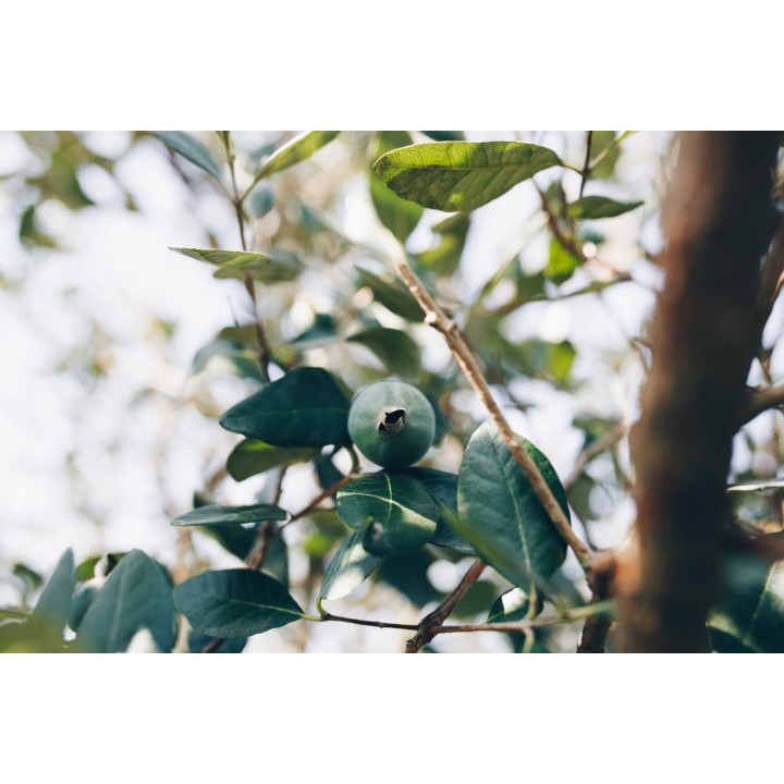 Feijoa (Acca sellowiana) - Sementes | Compra sementes online