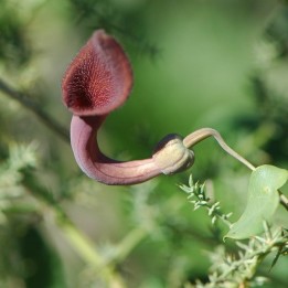 Candil (Aristolochia baetica) - Sementes | Compra sementes online