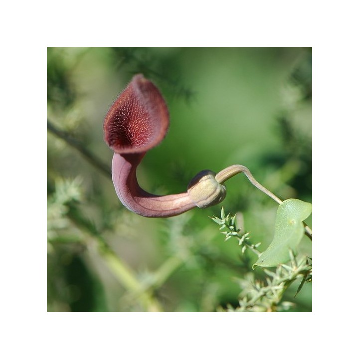 Candil (Aristolochia baetica) - Sementes | Compra sementes online