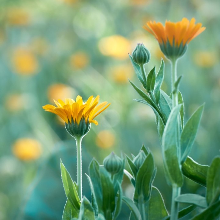 Sementes de Calêndula (Calendula officinalis)