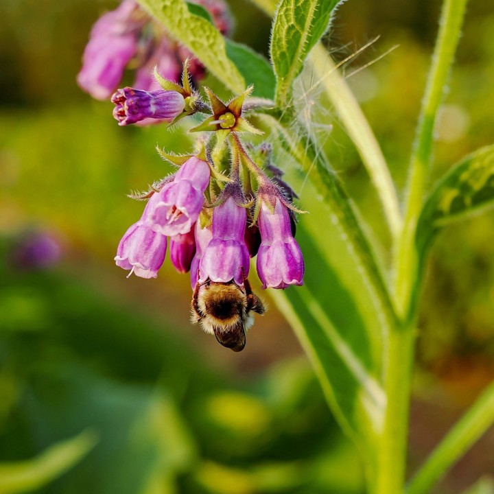 Symphytum officinale sementes