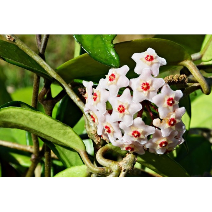 Hoya carnosa - 1 esqueje en maceta