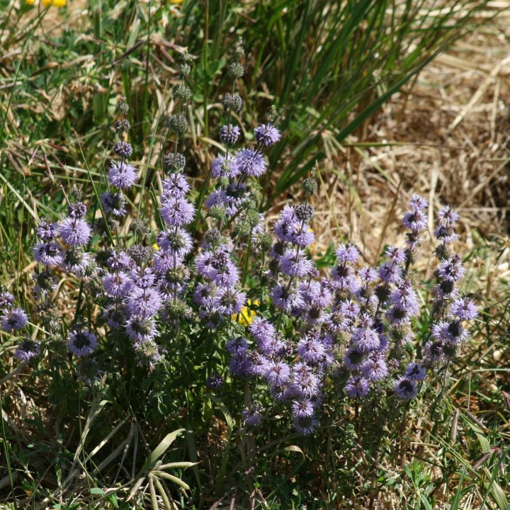 Sementes de Poejo, muito aromáticas (Mentha polegium)