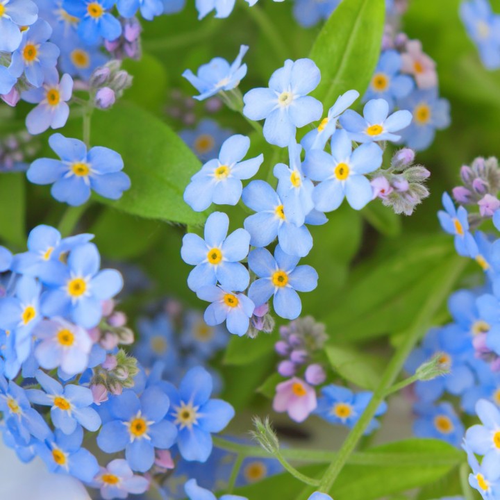 Não me esqueças 'Azul' sementes