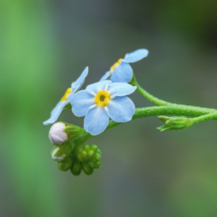Sementes de Não me esqueças, flor azul (Myosotis sylvatica)