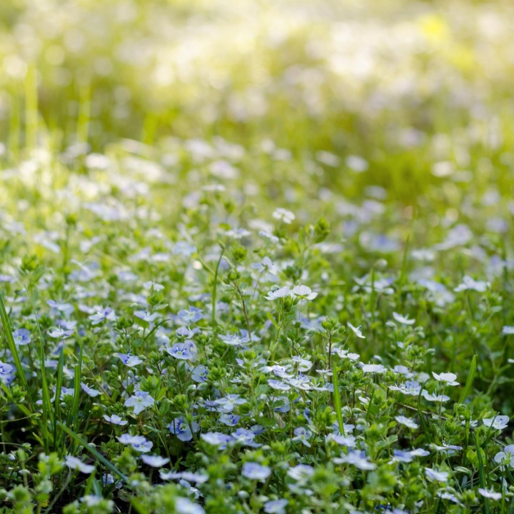 Sementes de Não me esqueças, flor azul (Myosotis sylvatica)