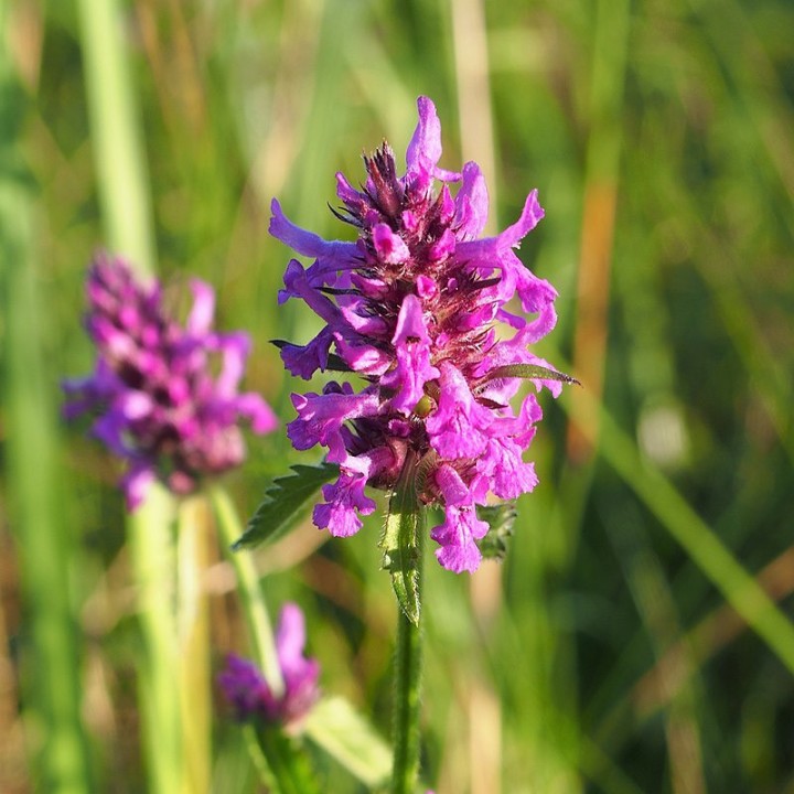 sementes de stachys officinalis