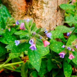 sementes de pulmonaria officinalis