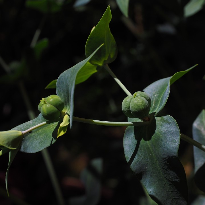 Sementes de Tártago (Euphorbia lathyris) | especialistas em sementes