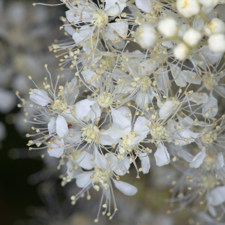 Sementes de Ulmária (Filipendula ulmaria) a rainha dos prados