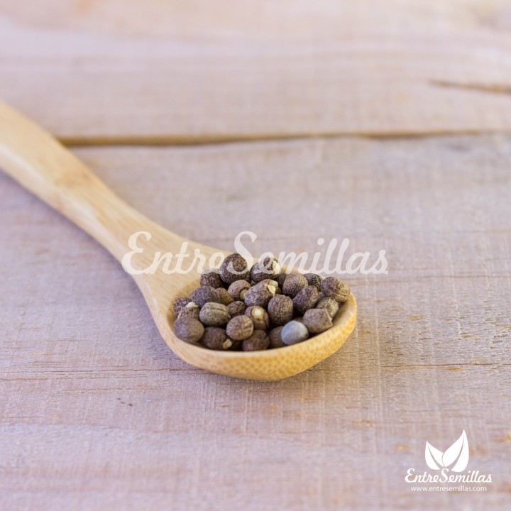 Sementes de Tártago (Euphorbia lathyris) | especialistas em sementes