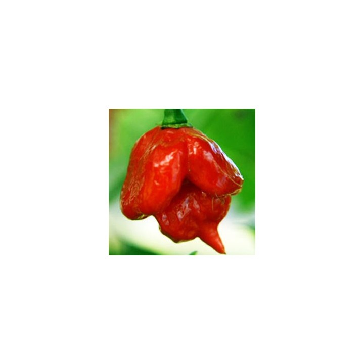 Chile Trinidad Scorpion Butch T - Sobre 8 semillas