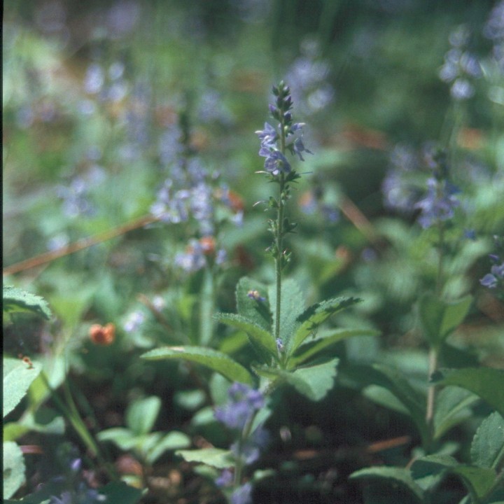 Sementes de Veronica officinalis ou Betónica