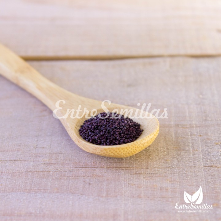 Sementes de Mirtilo (Vaccinium myrtillus) | Compre sementes online