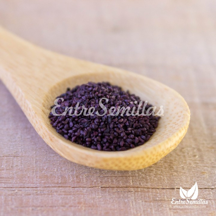 Sementes de Mirtilo (Vaccinium myrtillus) | Compre sementes online