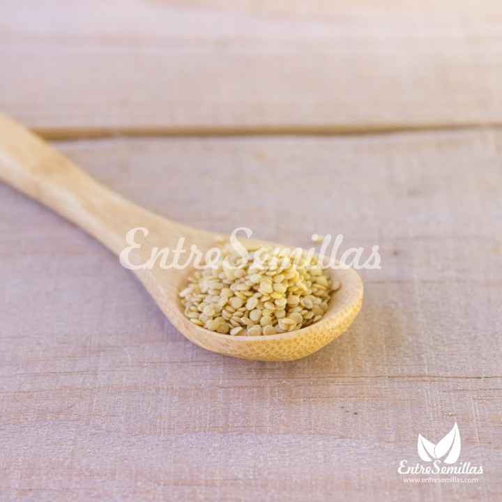 Sementes de Lanterna chinesa ou Physalis alkekengi | Comprar sementes