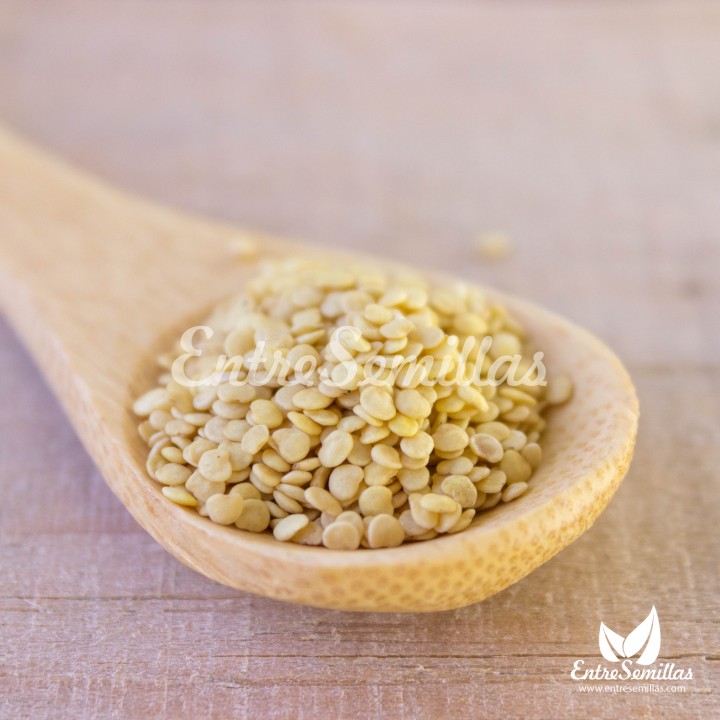 Sementes de Lanterna chinesa ou Physalis alkekengi | Comprar sementes