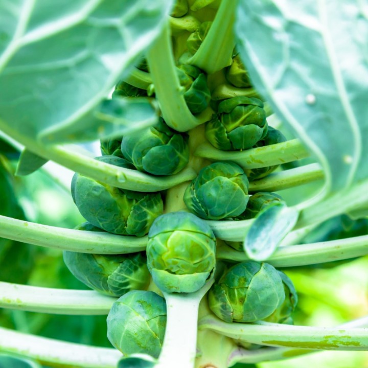 Sementes de Couve-de-bruxelas (Brassica gemmifera oleracea)