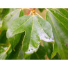 Acer buergerianum / Arce tridente - Sobre 10 semillas