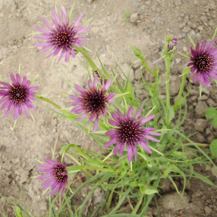 Sementes de Salsify (Tragopogon porrifolius), salsifi ou barba-de-Bode de raíz comestível