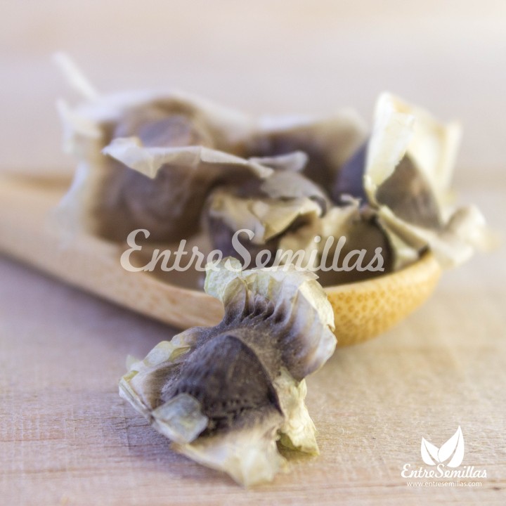 comprar moringa