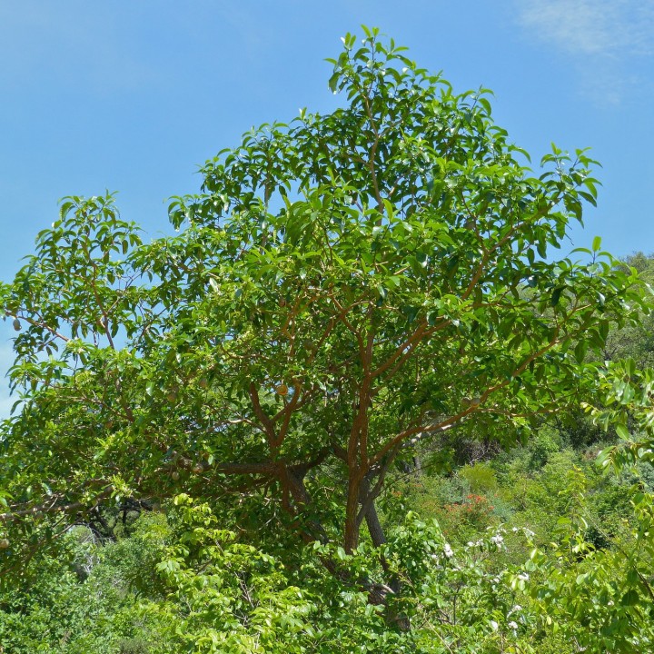 Sementes de Tabernaemontana elegans | Sementesonline