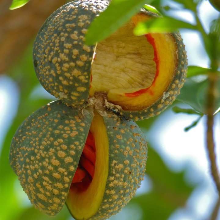 Sementes de Tabernaemontana elegans | Sementesonline