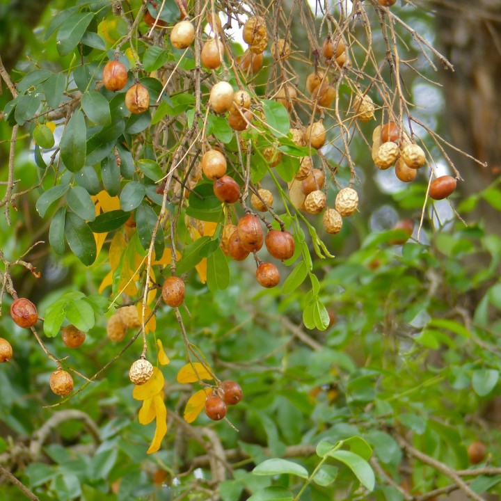 Semillas de ebano africano Diospyros mespiliformis madera sudafrica