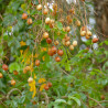 Ébano africano - 8-10 semillas