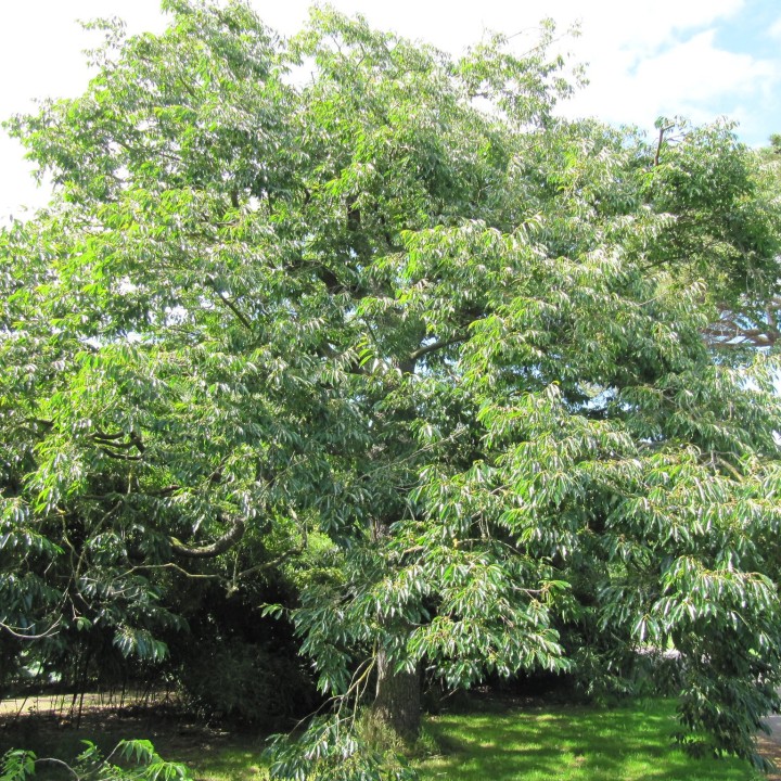 Sementes de Diospyros lotus para semear
