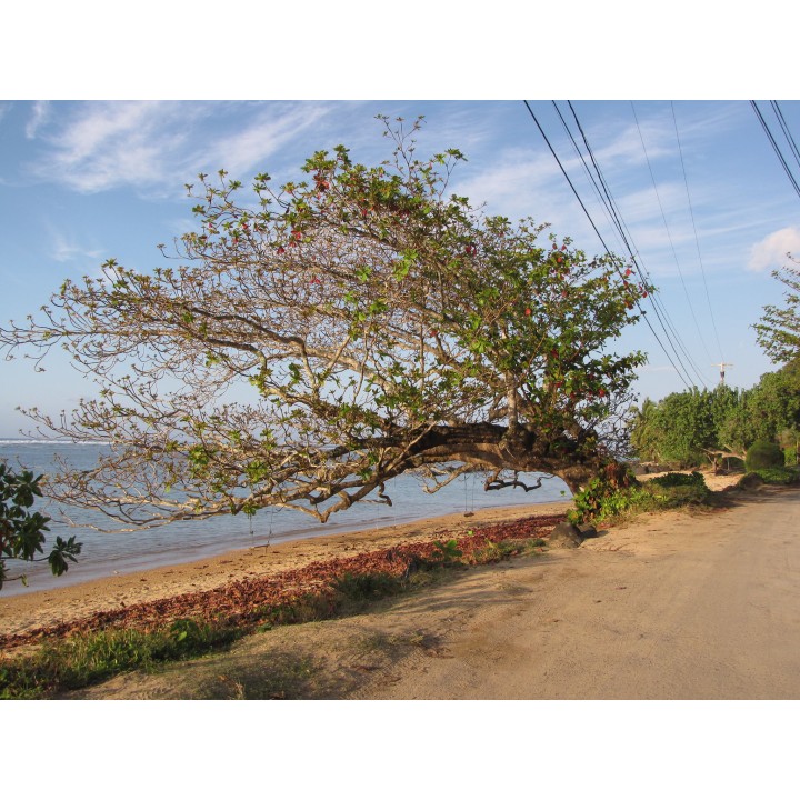 Sementes de Terminalia catappa (Amendoeira-da-praia) ideais para aquários