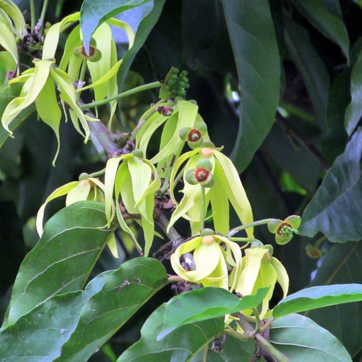 Sementes de Ylang ylang (Cananga odorata)