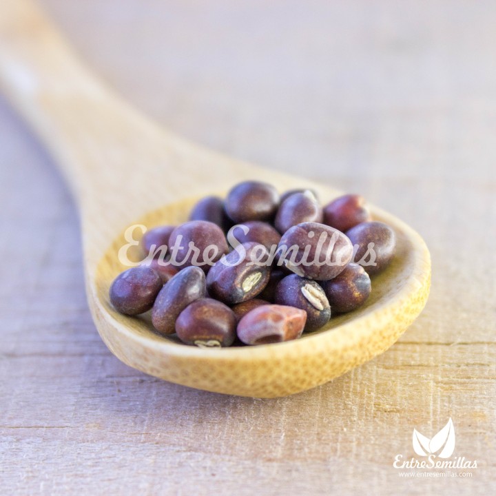 Sementes de Guandu (Cajanus cajan) | EntreSementes