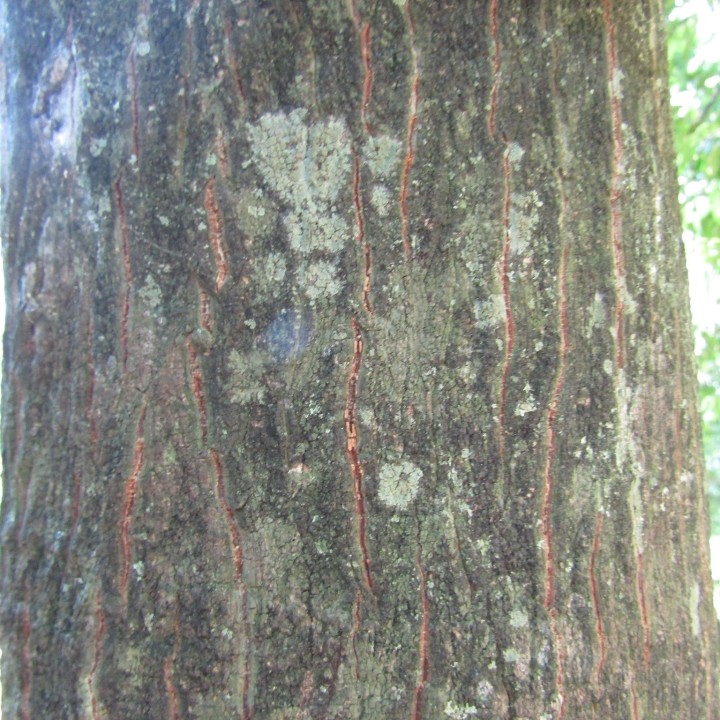 Semillas de Ébano madera negra (Diospyros ebenum) | Comprar semillas