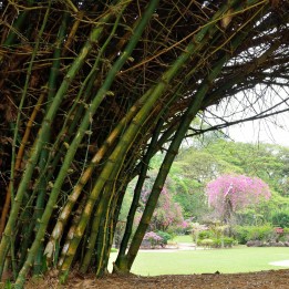 Bambu espinhoso indiano
